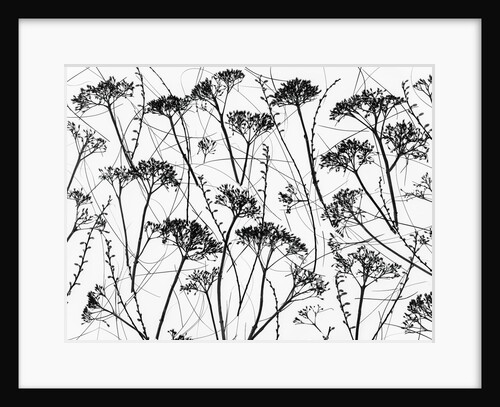 Silhouette of dried plants by Assaf Frank